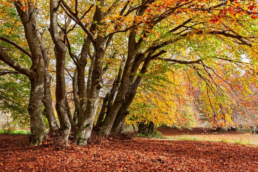 风景优美意大利蒙蒂圣维克诺和坎菲托公园森林的多彩秋天红色颜图片