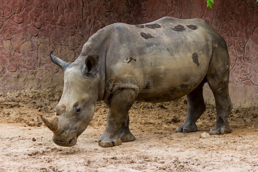 键旅游动物园的白犀牛模具站立偷猎图片