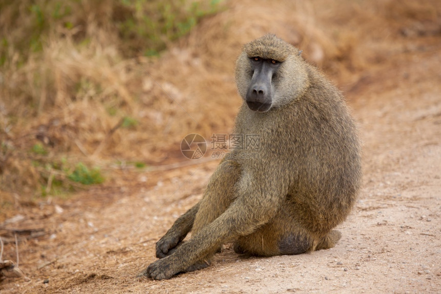 苹果浏览器环境猴子正坐在路上浣熊肯尼亚旅行树图片