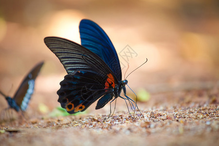飞丰富多彩的动物地面上美蝴蝶的宏观紧闭图片