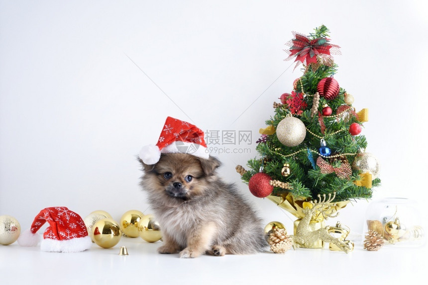 新年快乐圣诞节狗在老人帽子庆祝球和其他装饰新年快乐庆祝球和其他装饰动物假期肖像图片