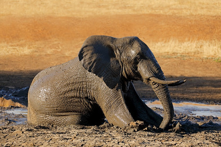 象牙非洲大LoxodontaAfricana在南非克鲁格公园的泥坑中玩耍厚皮动物巨无霸图片