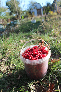 自然桶中红熟五味子桶中红熟五味子浆果营养丰富红色的图片