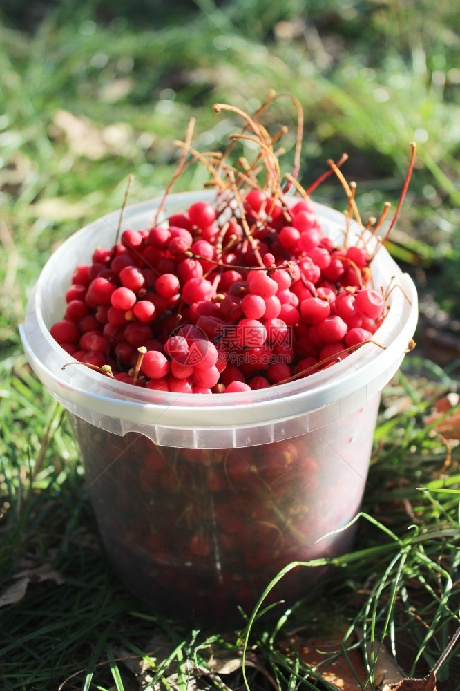 在桶中用红的成熟沙占德兰浆果装在桶中营养饮食自然图片