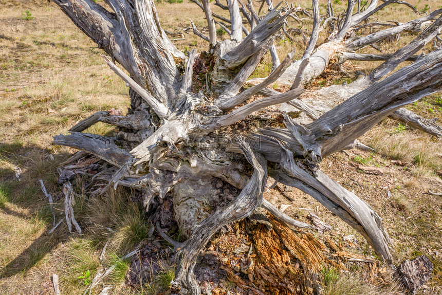 老的死松树欧洲破裂图片