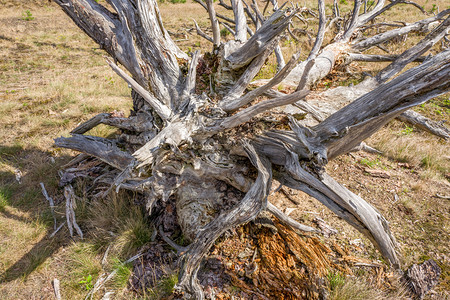 老的死松树欧洲破裂图片