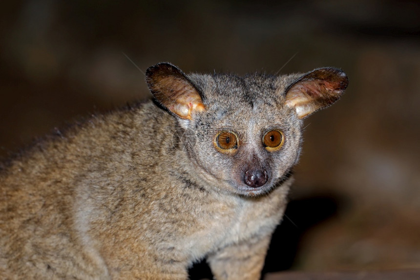或者户外夜间大加拉戈或丛林婴儿Otolemurcrassicaudatus南非的肖像眼睛图片