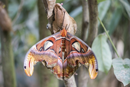 动物巨大的飞蛾集阿塔克斯在树枝上徘徊春天鳞翅目图片