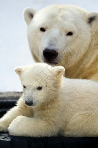 野生动物毛茸的爪子北极熊幼崽和妈一起小北极熊幼崽和妈一起休息图片
