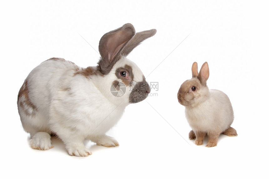 大兔子和小兔子图片