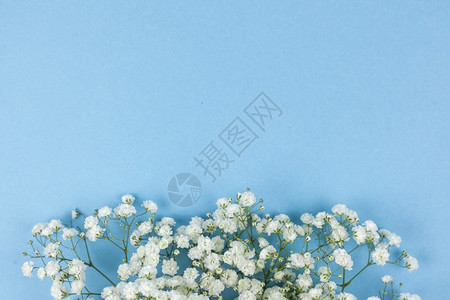 水果美丽的白宝呼吸鲜花包着蓝色背景酸奶抽象的图片