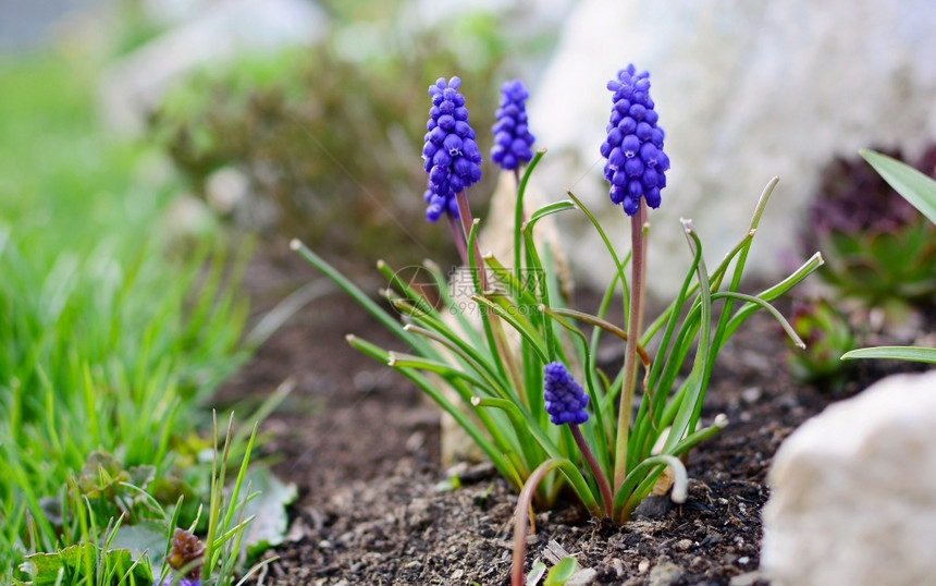 自然园艺近距离靠蓝色Muscari亚美尼人或葡萄园HyacinthBunch在春初季节从土壤中生长在花园里四月图片