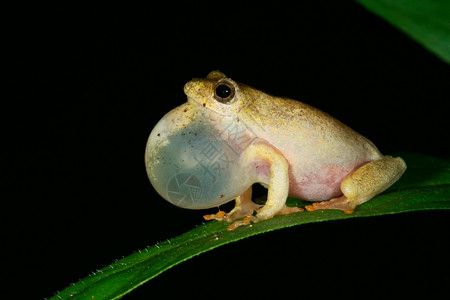 呱呱叫隐秘的黏糊黄青蛙超奥利乌斯马莫拉塔在夜间召唤南非xD眼睛背景