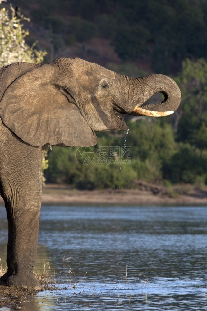 下午非洲大象LoxodontaAfricana在北博茨瓦纳Chobe公园的Chobe河岸上午后阳光下喝酒野生动物旅行图片