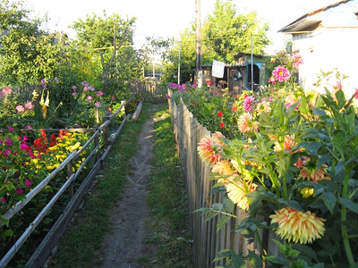 花园村庄生长在乡小路上的红色大丽花生长在乡村小路上的美丽红色大花开图片