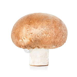 棕色香菇蘑食用所有的图片