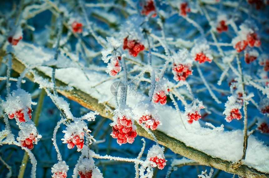 下雪的磨砂红贝子浆果树枝上贴着橡皮霜雾凇图片