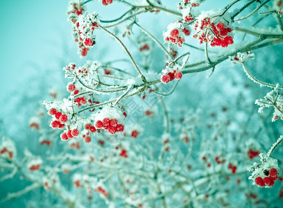 红色的贝子浆果树枝上贴着橡皮霜白色的场景图片