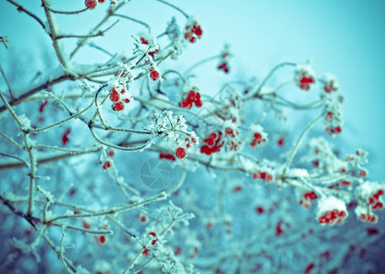 场景红贝子浆果树枝上贴着橡皮霜冷若冰红色的图片