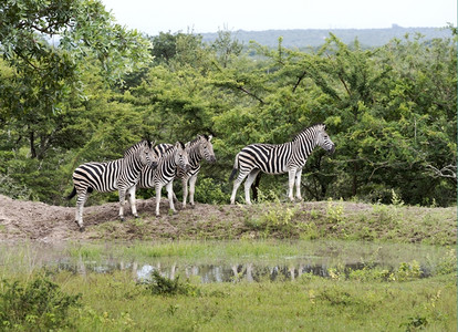 荒野非洲南部公园水面上的斑马类动物群轻擦添加图片