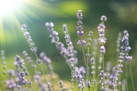 美丽的面包花太阳植物学草本图片