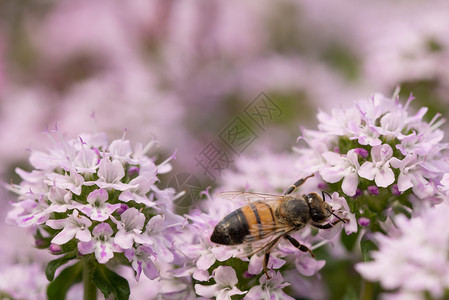 花朵上采花的蜜蜂图片