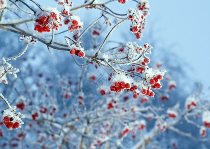 江山万里红森林冬天的季节红贝子浆果树枝上贴着橡皮霜背景