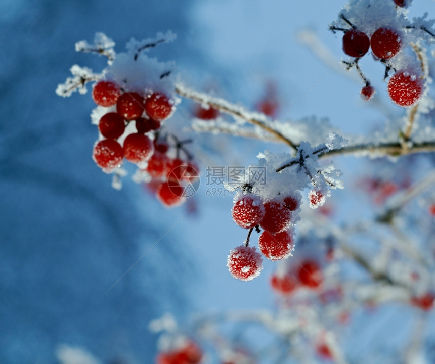 红贝子浆果树枝上贴着橡皮霜万里无云冷冻寒冬图片