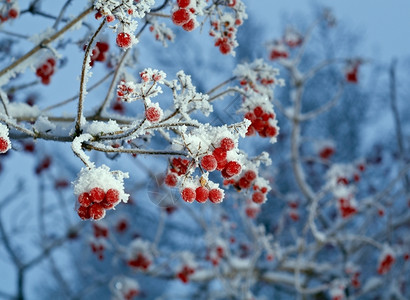 红贝子浆果树枝上贴着橡皮霜覆盖万里无云分支图片
