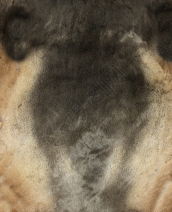 抽象的冬天驯鹿以北的皮肤为本底图片