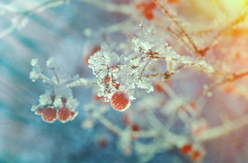 下雪的红贝子浆果树枝上贴着橡皮霜季节覆盖图片