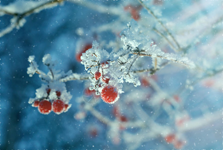 红贝子浆果树枝上贴着橡皮霜风景优美分支下雪的图片