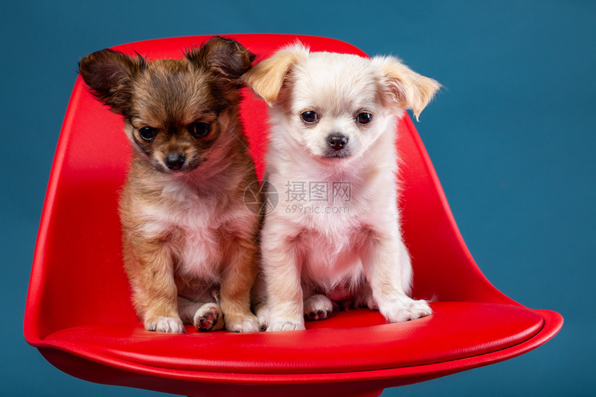 年轻的演播室拍摄另一只吉娃小狗在红色座椅上快乐的图片
