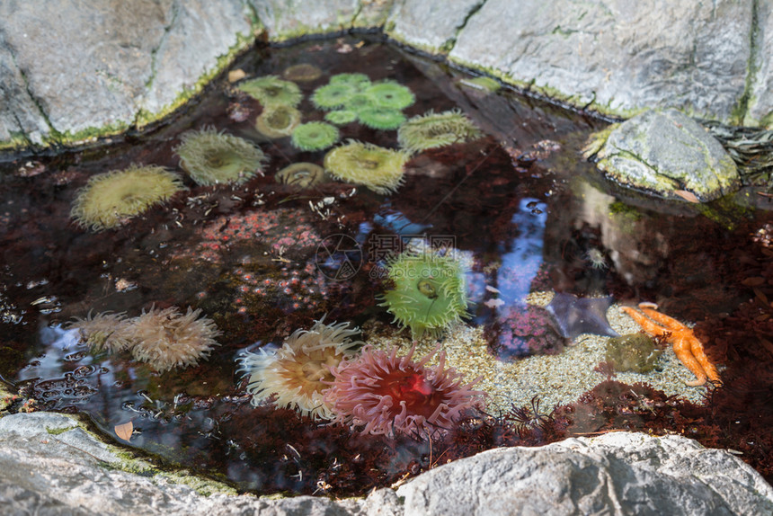 泡尖海葵五颜六色的水生植物绿气泡提示动物群图片