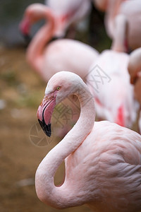 非洲翅膀热带美丽的粉红色火烈鸟Phoenicopterus玫瑰的肖像图片
