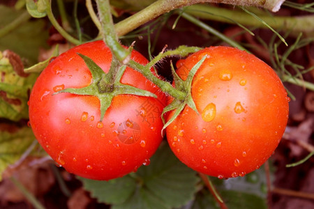 雨后枝头的西红柿图片