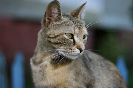 黑色的猫咪图片