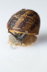 粘液在白色背景下近距离拍摄花园蜗牛的大型巨集耳蜗图片