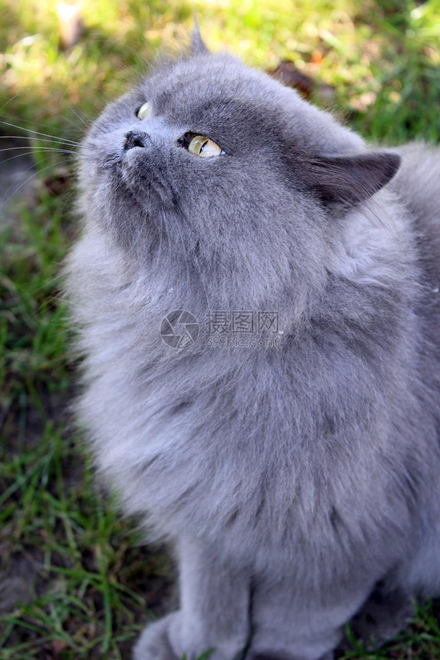 单身的口舒适波斯猫大仰望着绿草图片