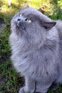 单身的口舒适波斯猫大仰望着绿草背景图片