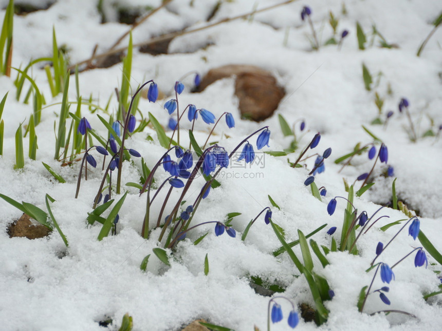 报春花行进植物群白雪中的风信子Scilla蓝花白雪中的图片