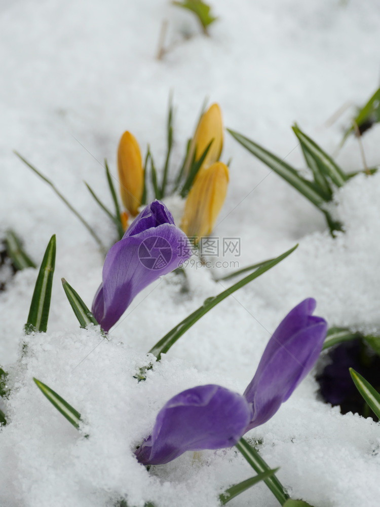 番红花白雪下的首春简单四月图片