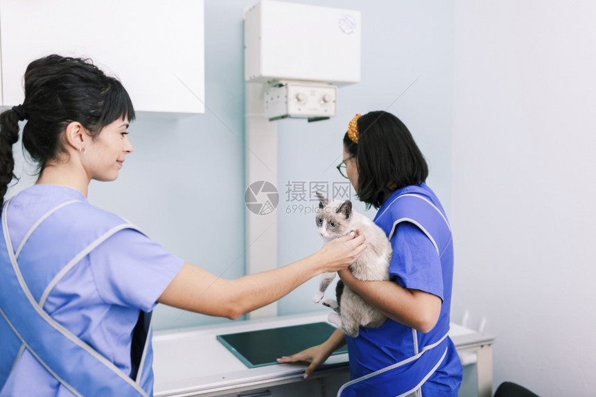 宠物医院治疗小猫咪的兽医图片