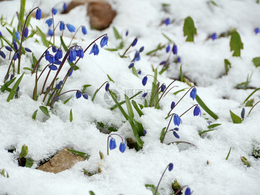 圣彼得堡白雪蓝花朵色的野图片