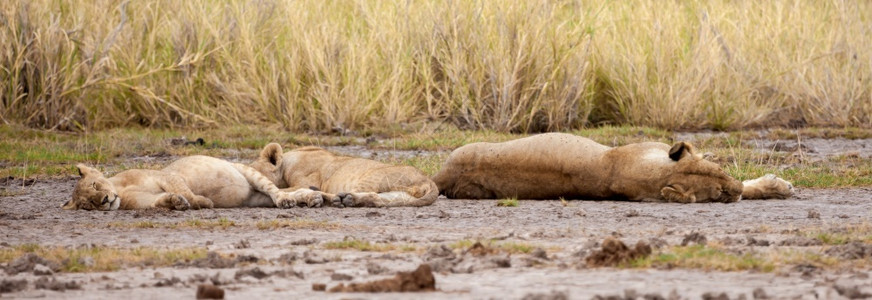 苹果浏览器一只狮子和两小正在休息哺乳动物生图片
