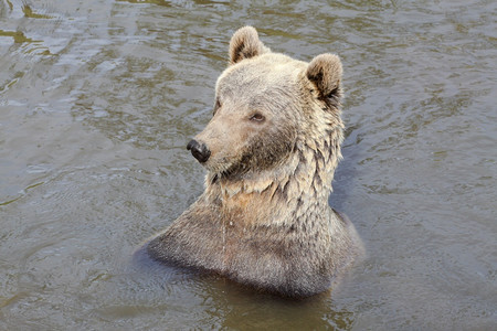 哺乳动物棕熊在水中户外灰图片