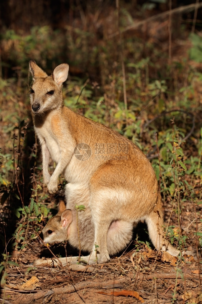 哺乳动物户外澳大利亚人北部地区Kakadu公园邮袋中带有婴儿的女AgileWallabyMacropusGilis图片
