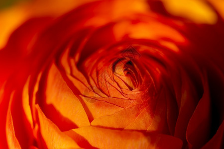 单身的花瓣阳光中橙色葵酮宏作为背景颜色图片