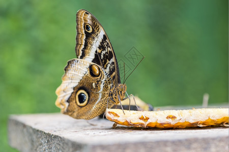 冷静的蝴蝶食用水果花蜜的黑白昆虫优雅图片