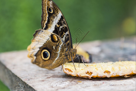 形态鳞翅目蝴蝶食用水果花蜜的黑白优雅图片